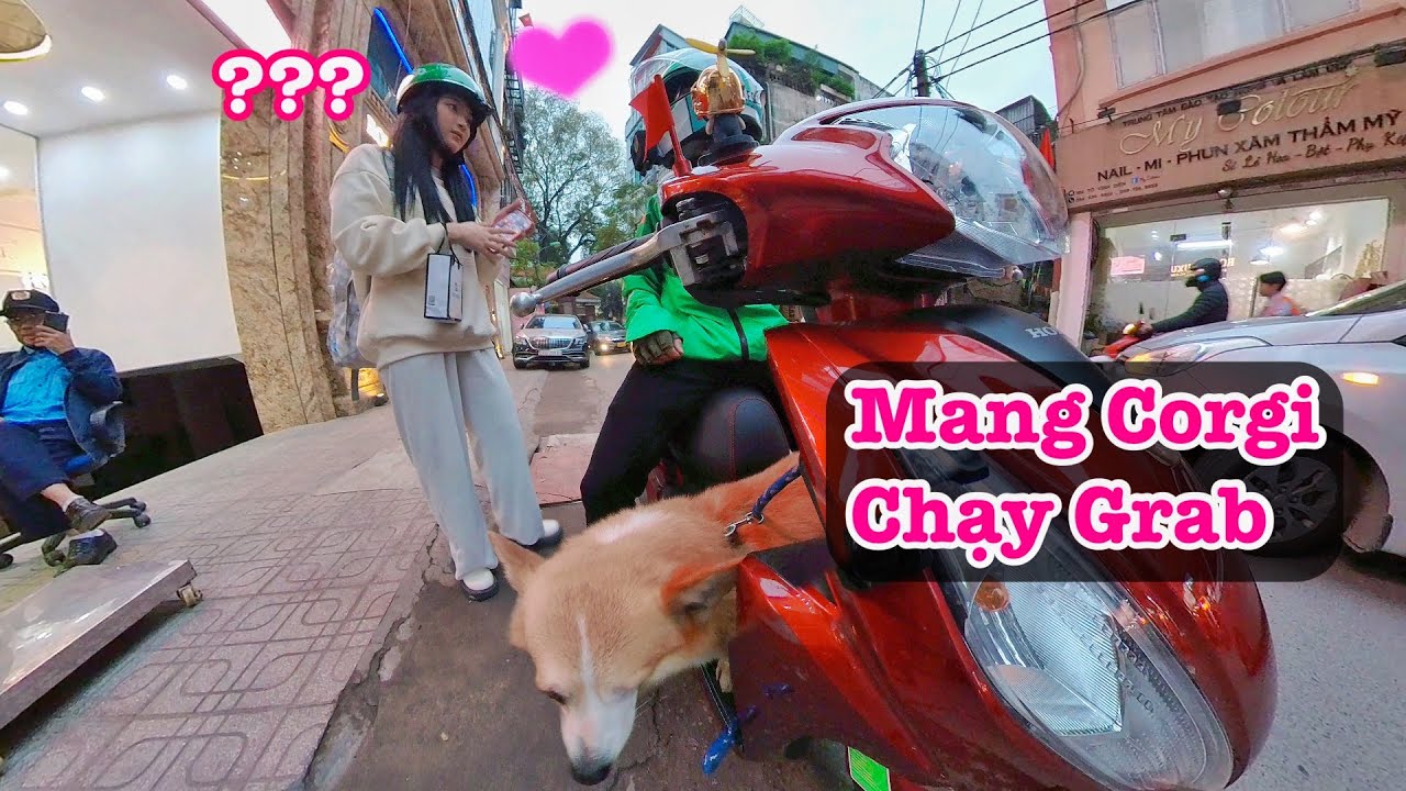 Bạn Nữ Xinh Đẹp Bất Ngờ Khi Thấy Anh Grab Mang Corgi Đi Làm | Xế Tuyển