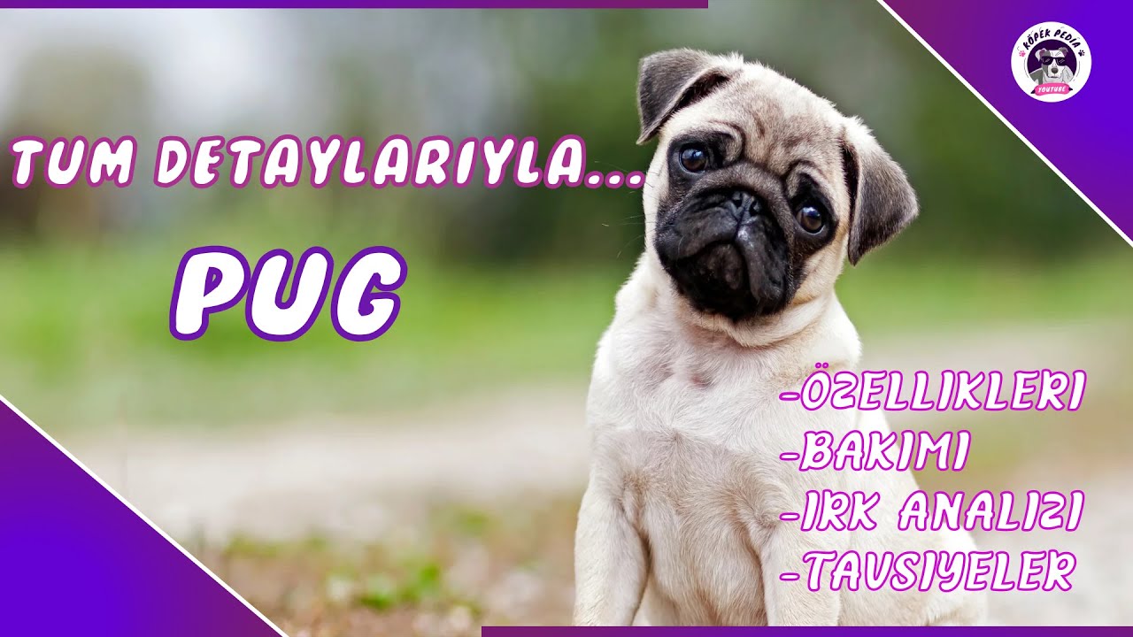 Pug Köpek Yavrusu (PUG YAVRU SİZE UYGUNMU)