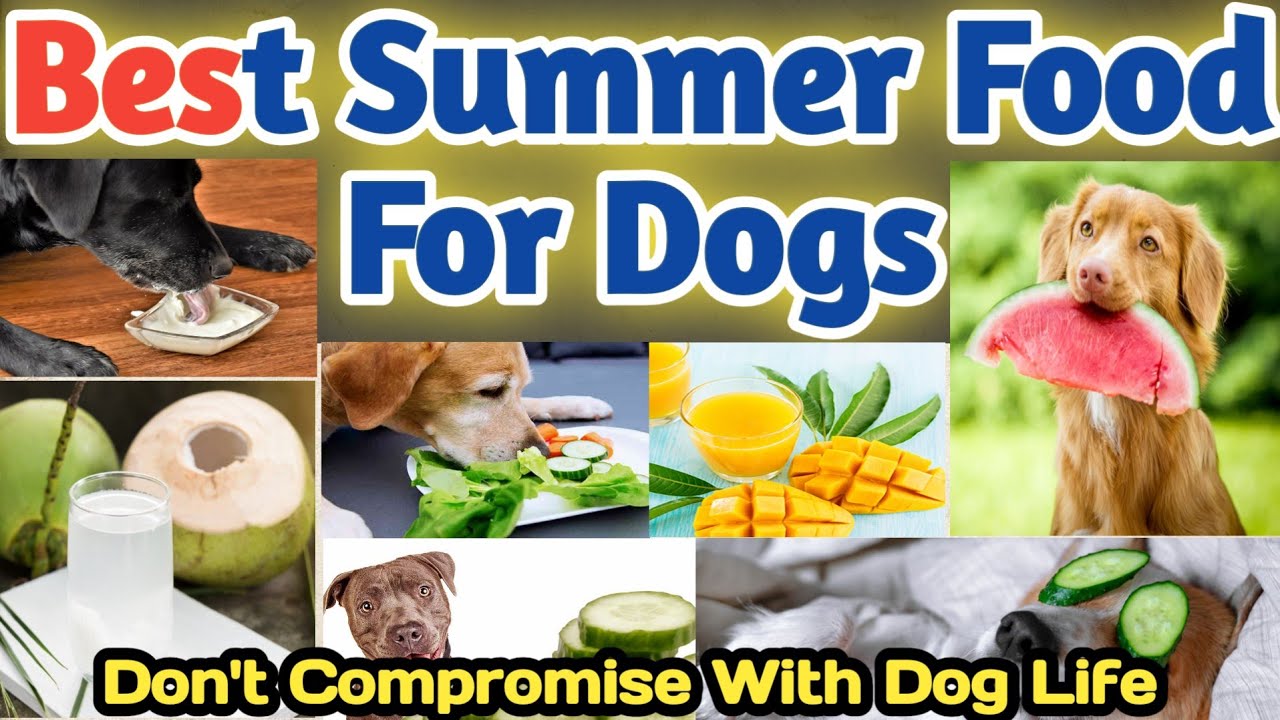Best Dog Foods In Summer || Summer Dog Food || Best Food For Dogs In Summer || Summer Dog Food Brand