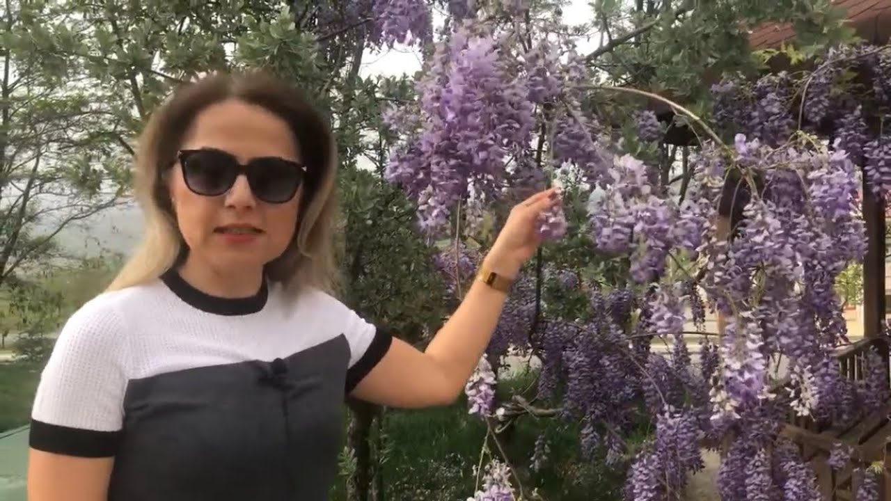 Wisteria sinensis (Sims) DC. (Mor Salkım, Chinese wisteria)