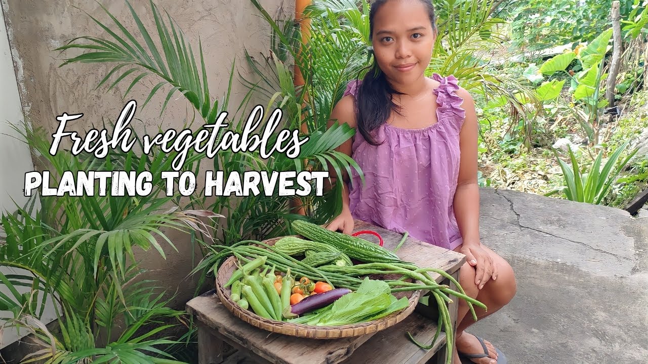 Our small vegetable garden from planting to harvest - Living in a tiny home coutryside philippines