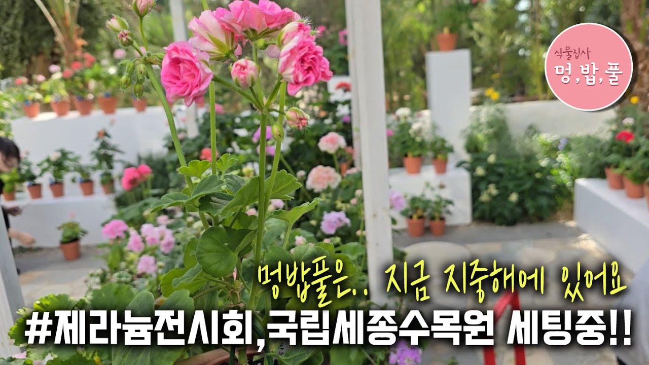 제라늄전시,국립세종식물원 도착 #세종식물원 #세종식물원전시 #멍밥풀