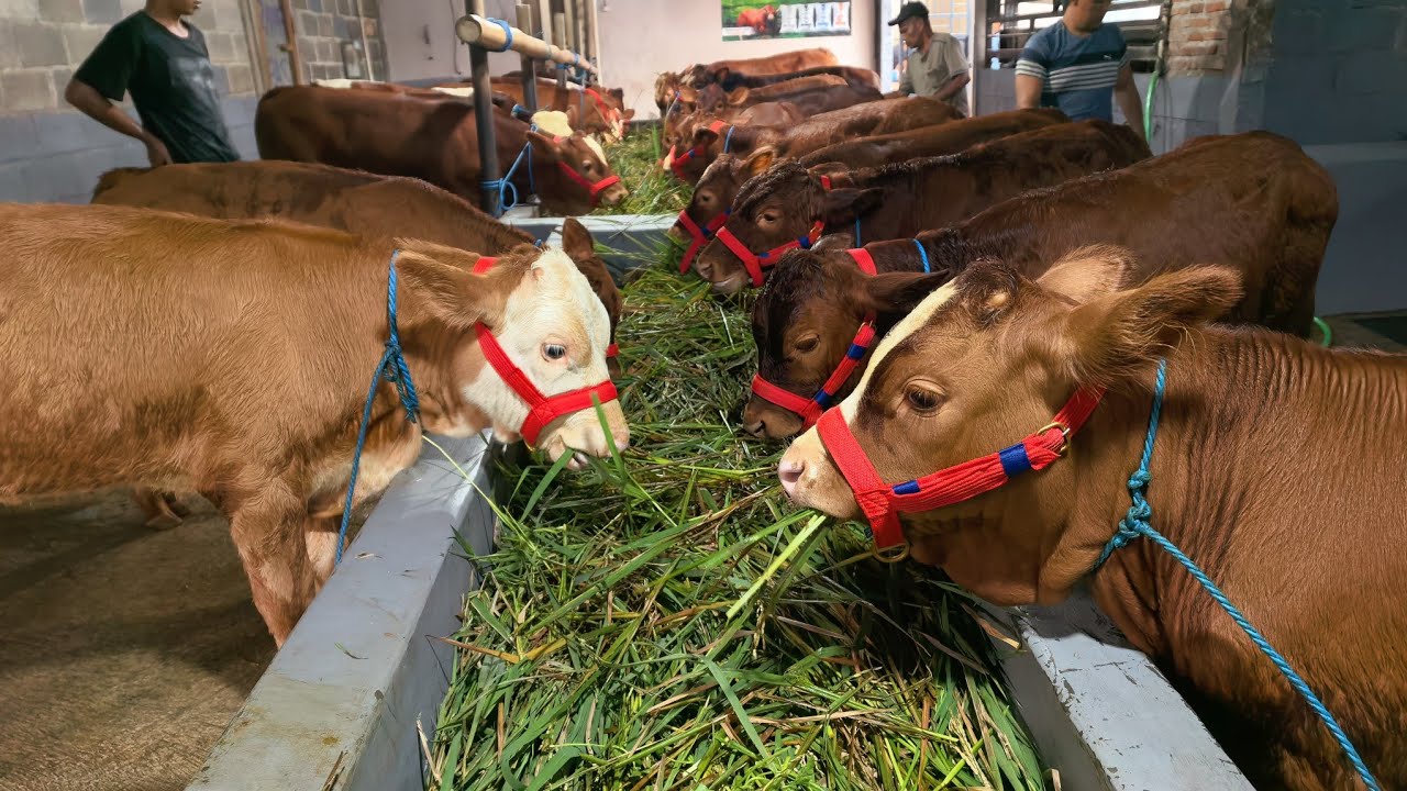 Review harga sapi Jantan 8,5 jt dan 3 Ekor 8 jutaan serta Spek Super lainnya