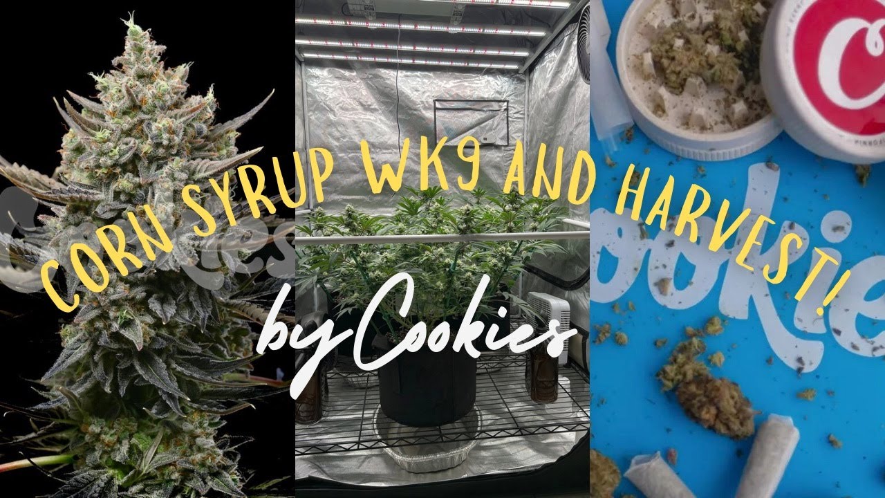 Corn Syrup BY Cookies Genetics! Day 63 And Harvest Results!