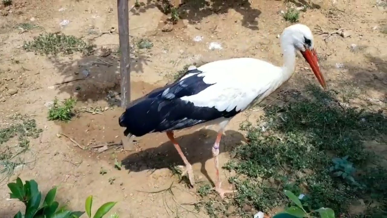 #totalbirds