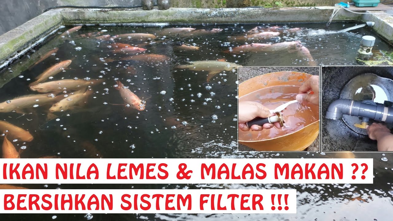 Merawat Filter Kolam Nila Sistem RAS, Bikin Ikan Lincah, Sehat, Rakus & Cepat Besar
