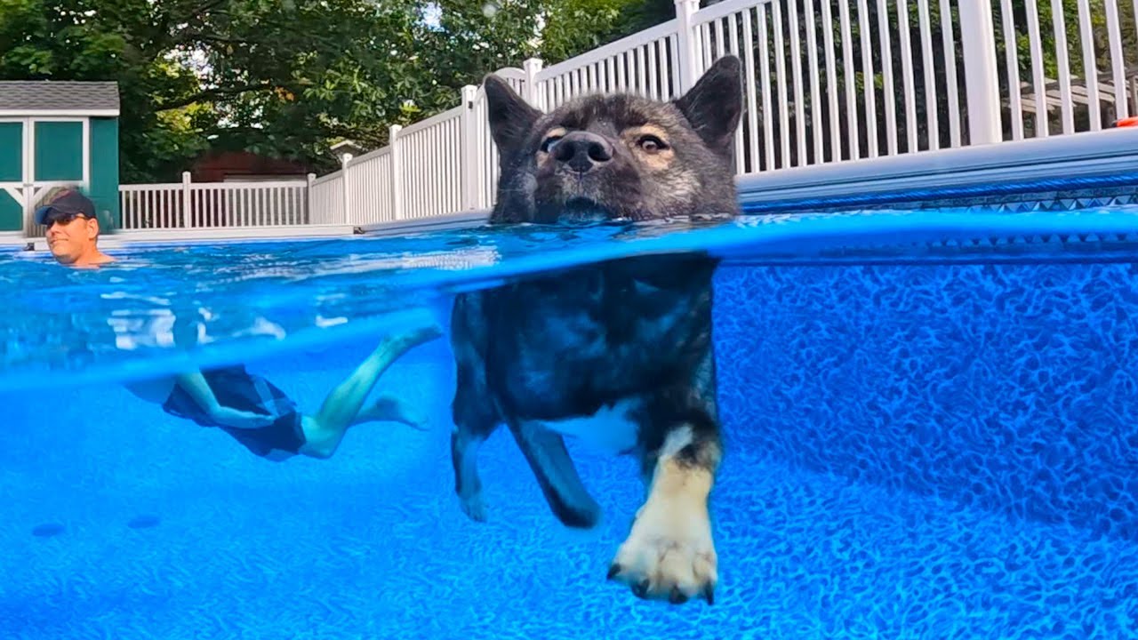 MORE Swimming! The Dogs Missed Their BIG Swimming Pool!