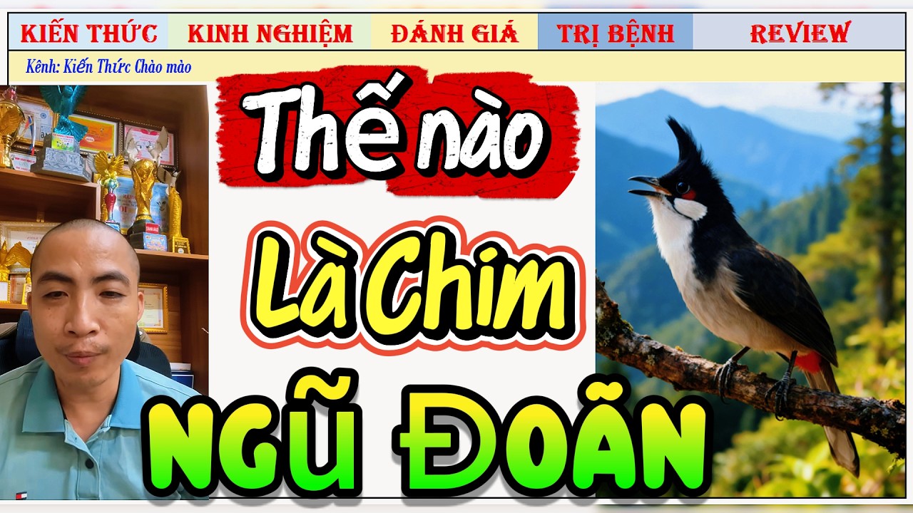 Chia sẻ về ưu điểm và nhược điểm của Chim Chào mào Ngủ Đoãn