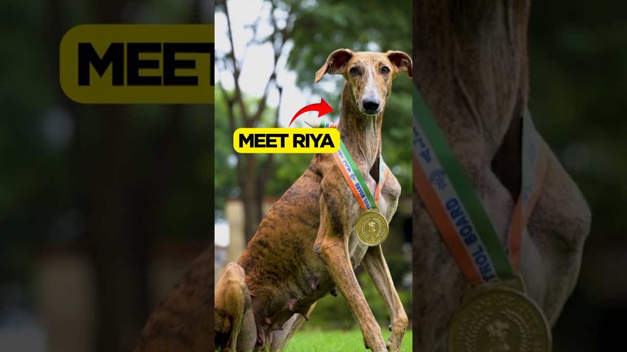 India&rsquo;s Desi Dog That Made History