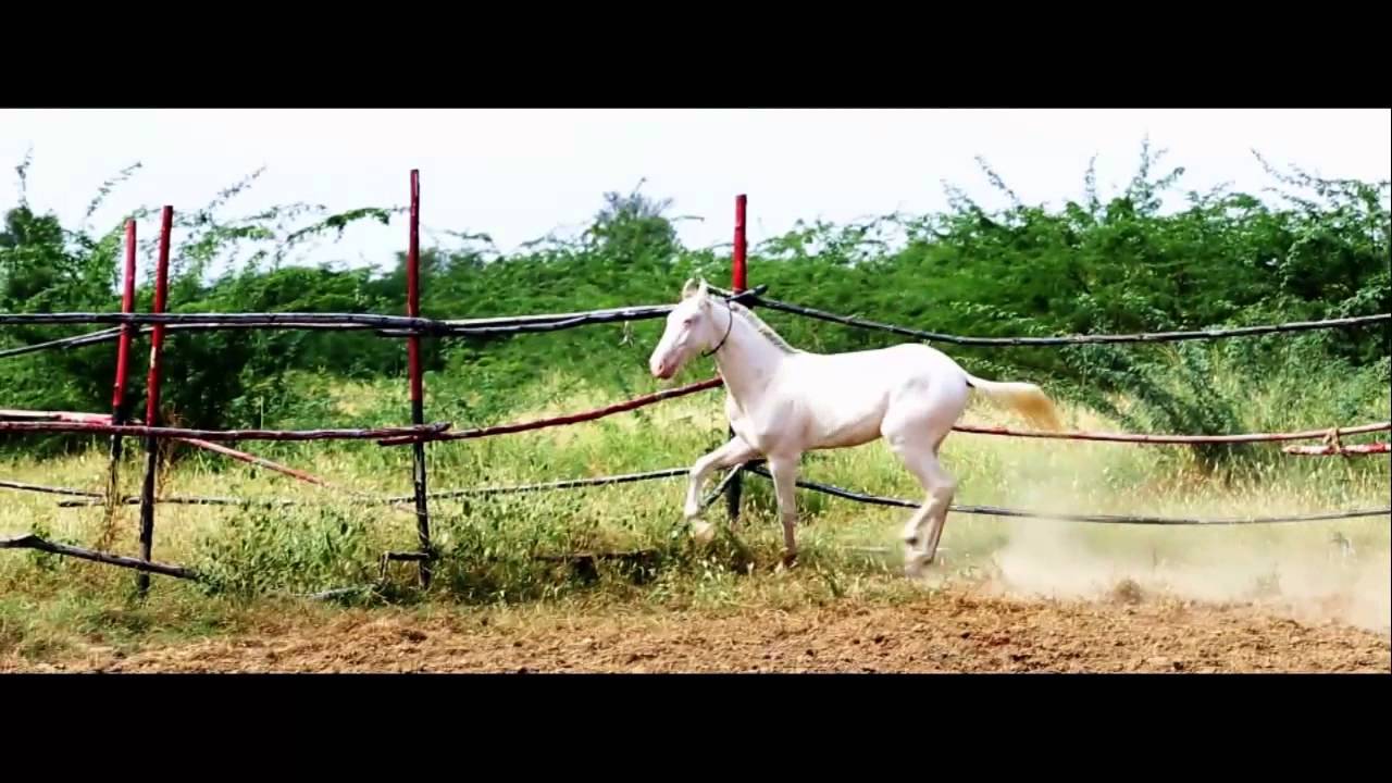 Exotic marwari horse