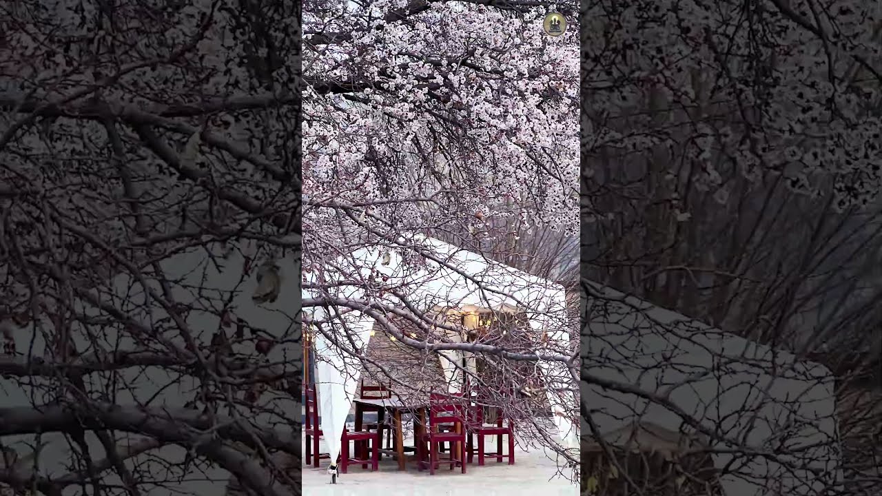 Apricot Blossoms at the Best Resort in Leh Ladakh | Luxury Hotel in Ladakh & Resort in Nubra Valley