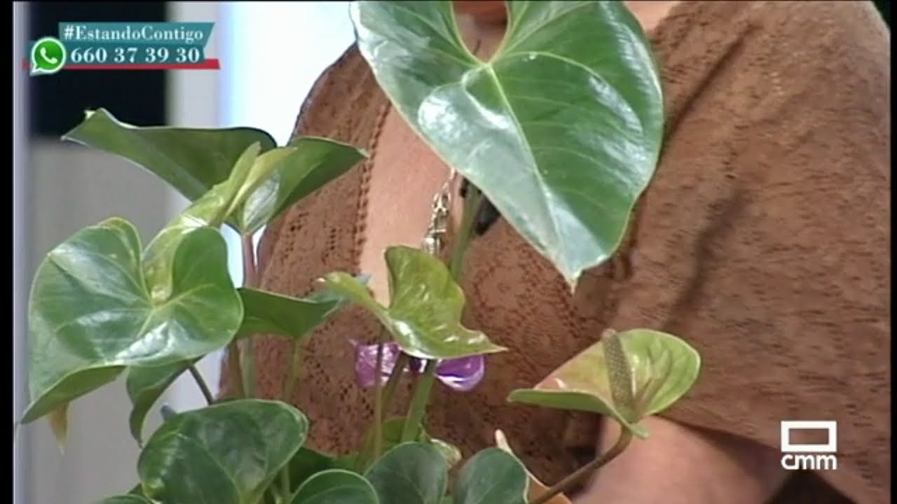 La música de nuestras plantas