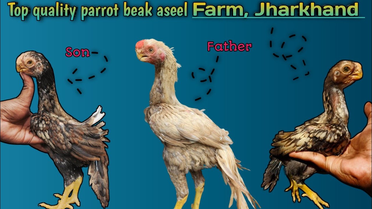 Parrot beak aseel murga low budget... 🔥 || Jharkhand, Jamshedpur 