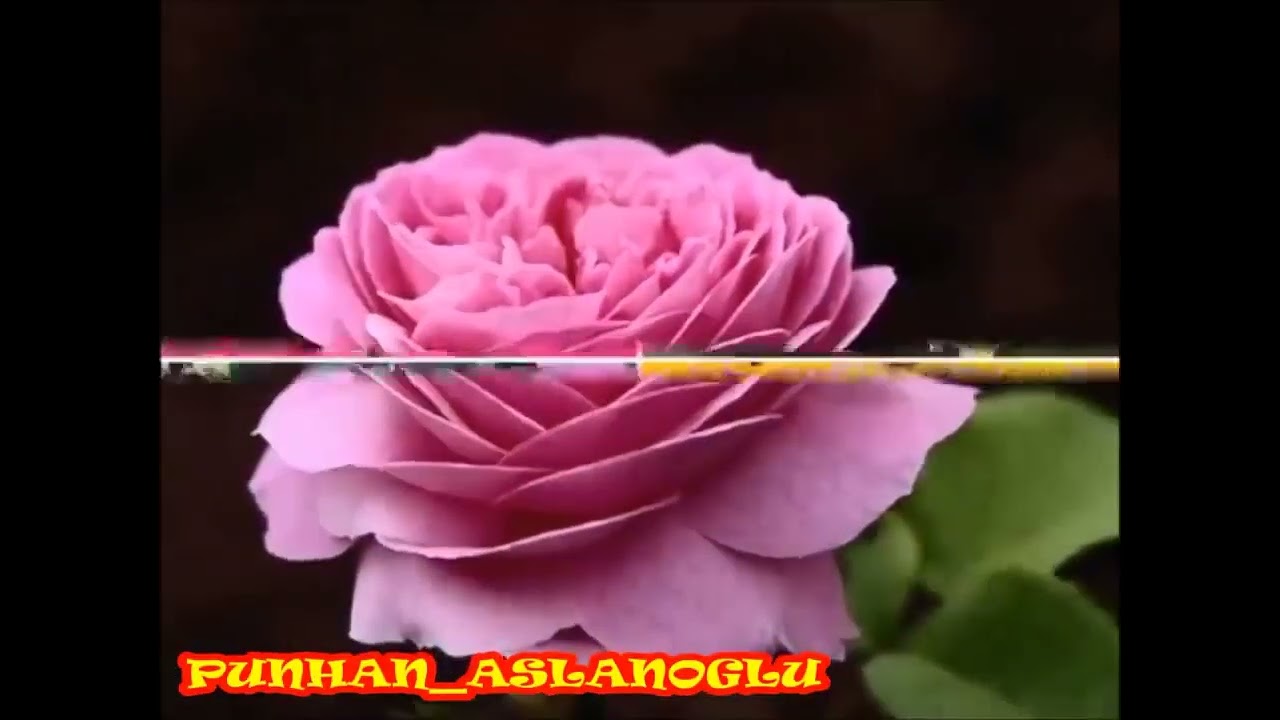 Qocalıq Haqqında Super ifa Ziyafeddin Xelilov