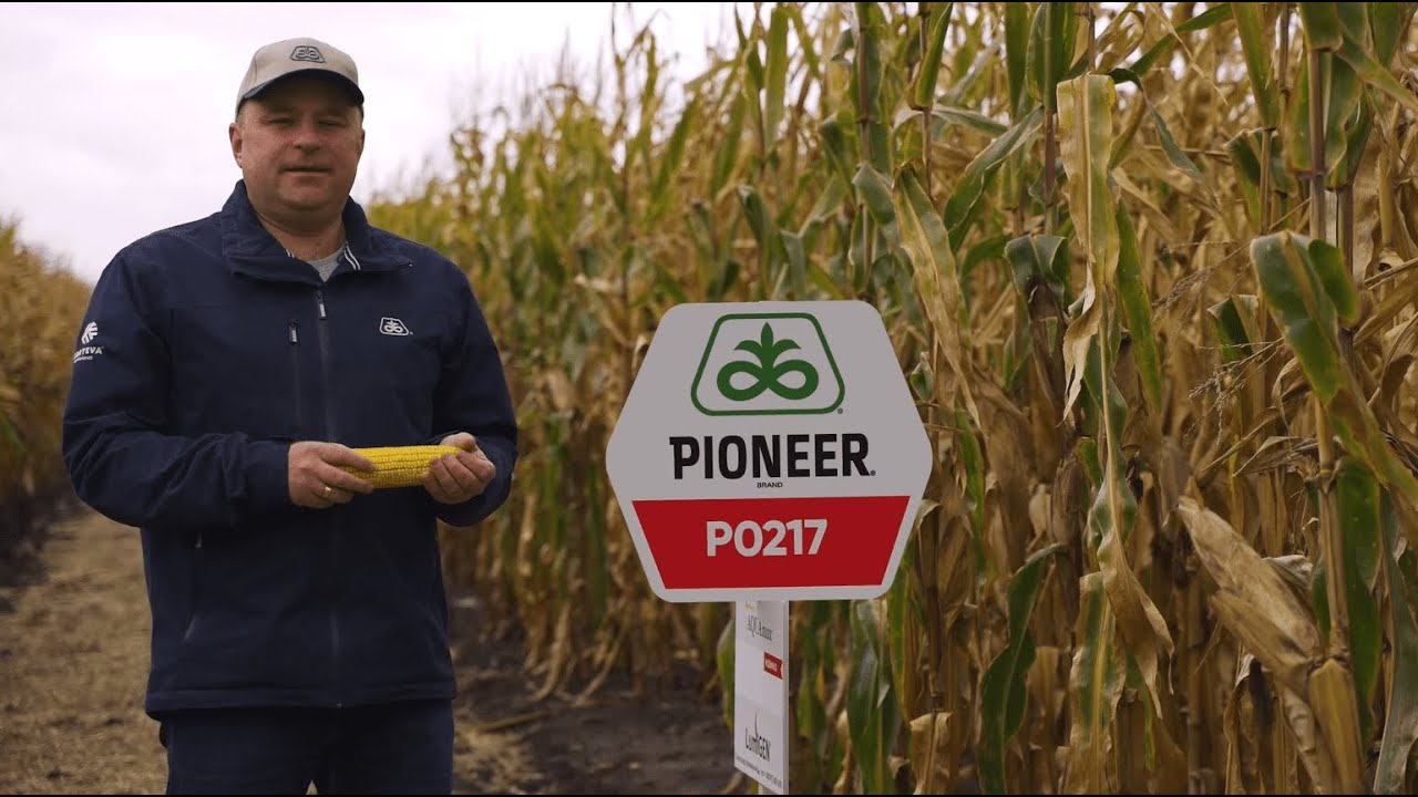 P0217 - пізньостиглий гібрид Pioneer®