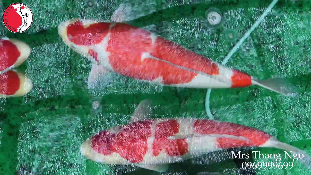 Thu hoạch ao bùn tại Torazo Koi Farm. Thương hiệu lai tạo Koi 101 năm tuổi !