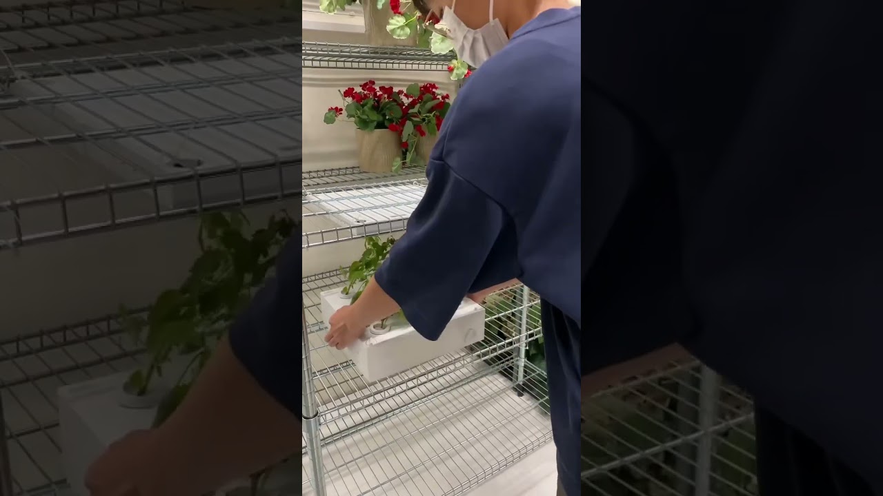 Hydroponic farming at home! Automatic Verda Garden - for both advanced grower and beginner