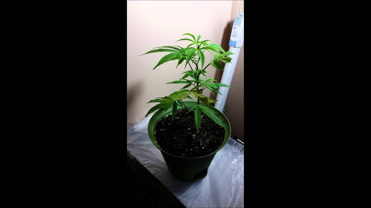 Indoor Sativa Clone Soil Experiment Budget Project