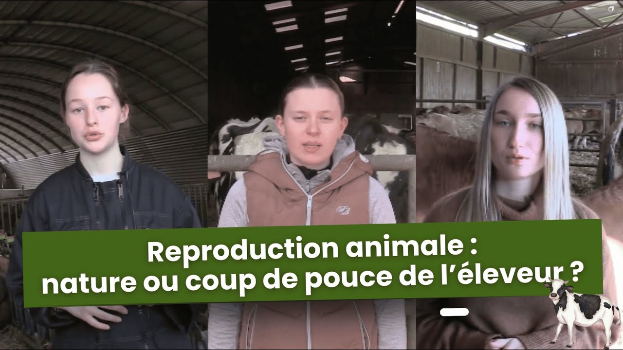 Reproduction animale : nature ou coup de pouce de l'éleveur ?