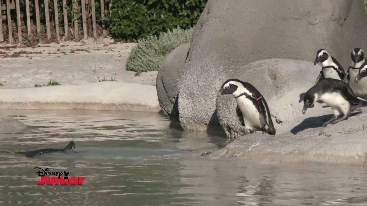 Disney Junior - In Viaggio Alla Scoperta degli Animali - Pinguini