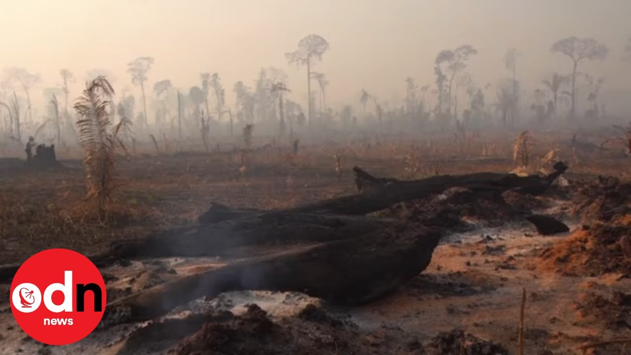 Brazil&rsquo;s Amazon Fires Leave Heart-Breaking Scenes of Devastation