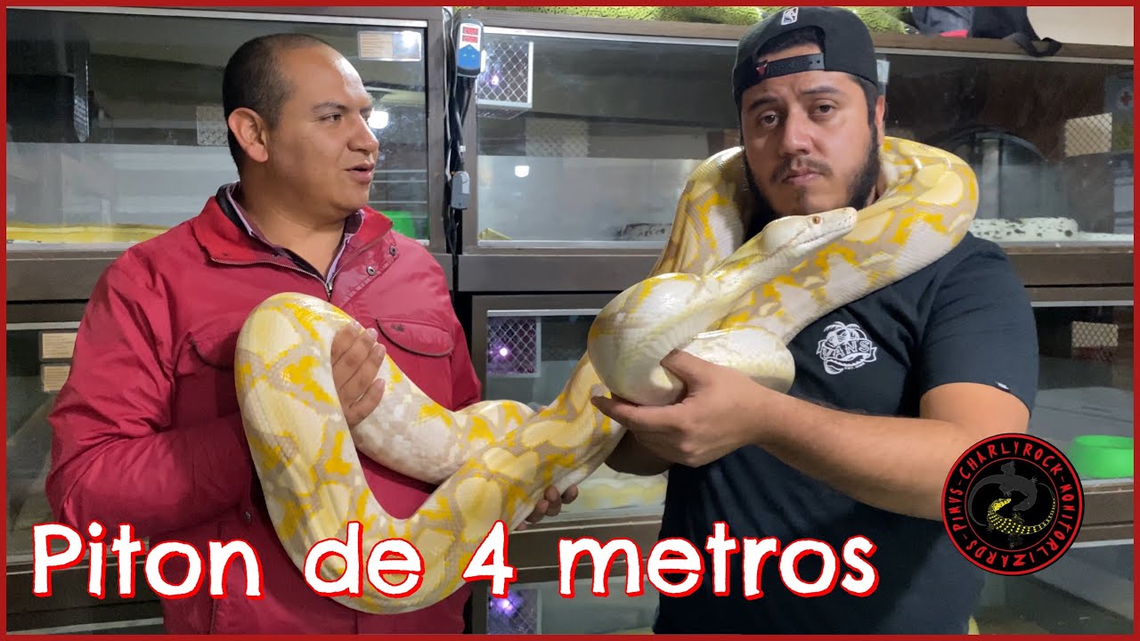PITONES VALUADAS EN MÁS DE 1 MILLÓN DE PESOS 😱😱😱 (RETICS KRAKEN) SEGUNDA PARTE