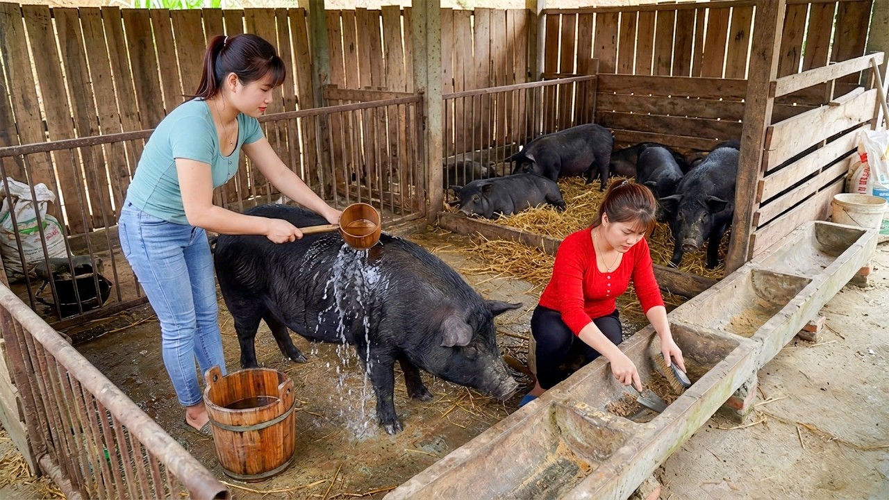 Timelapse - Building a Pig Farm From Scratch in 360 Days | Raising Black Pigs