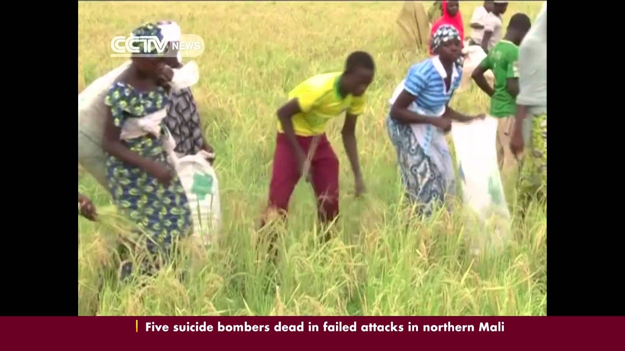 Chinese government provides high quality rice seeds to Nigeria's Kebbi state