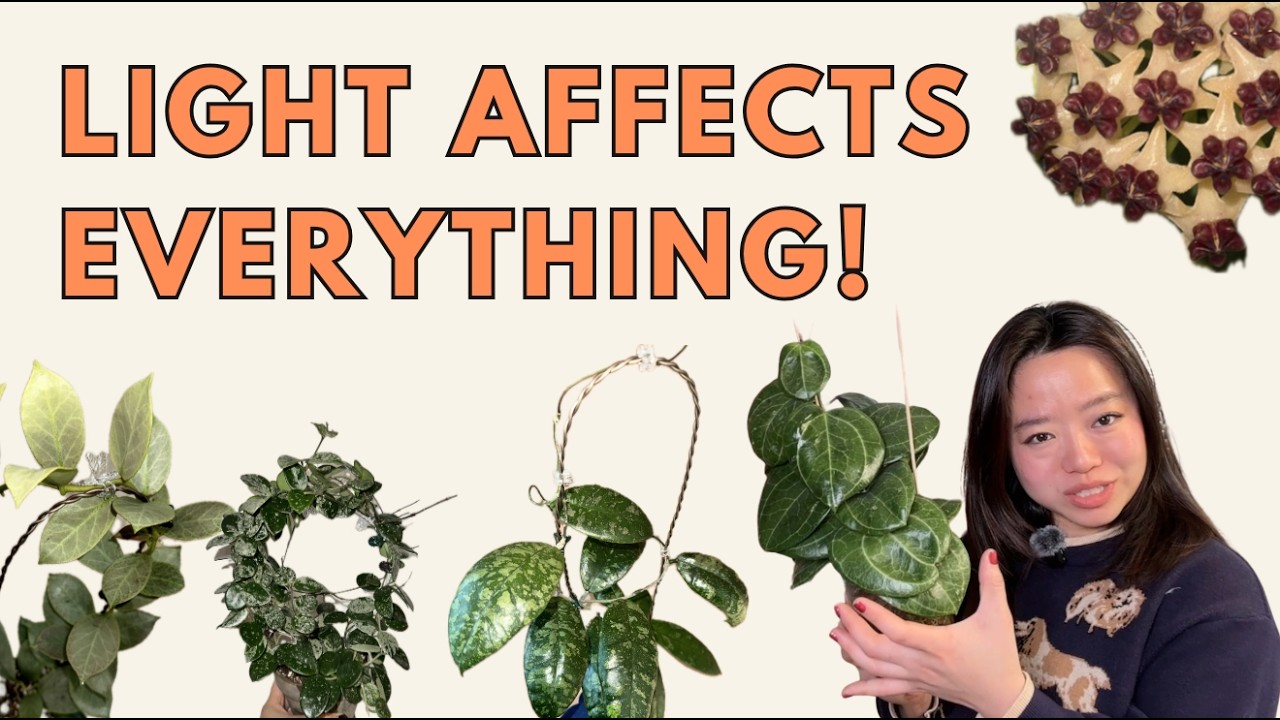 How Light Changes Your Hoyas 🌿 5 Real Case Studies
