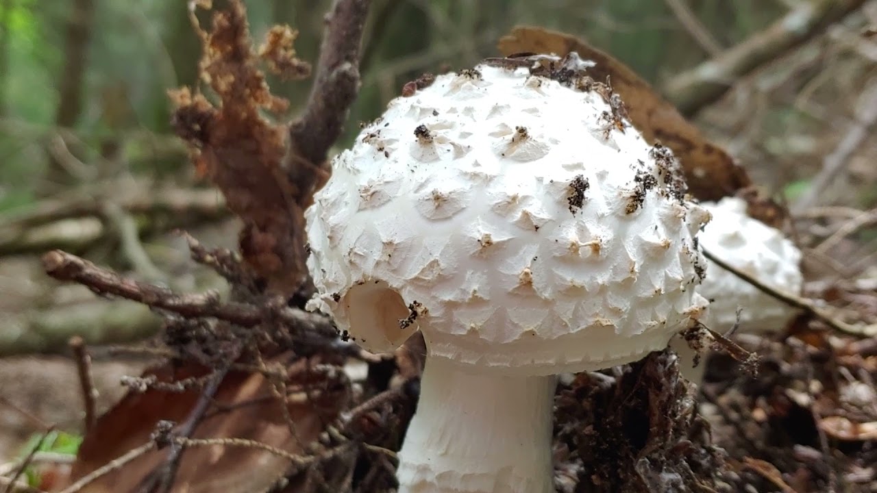 Rhode Island Amanita Series: Amanita subcokeri