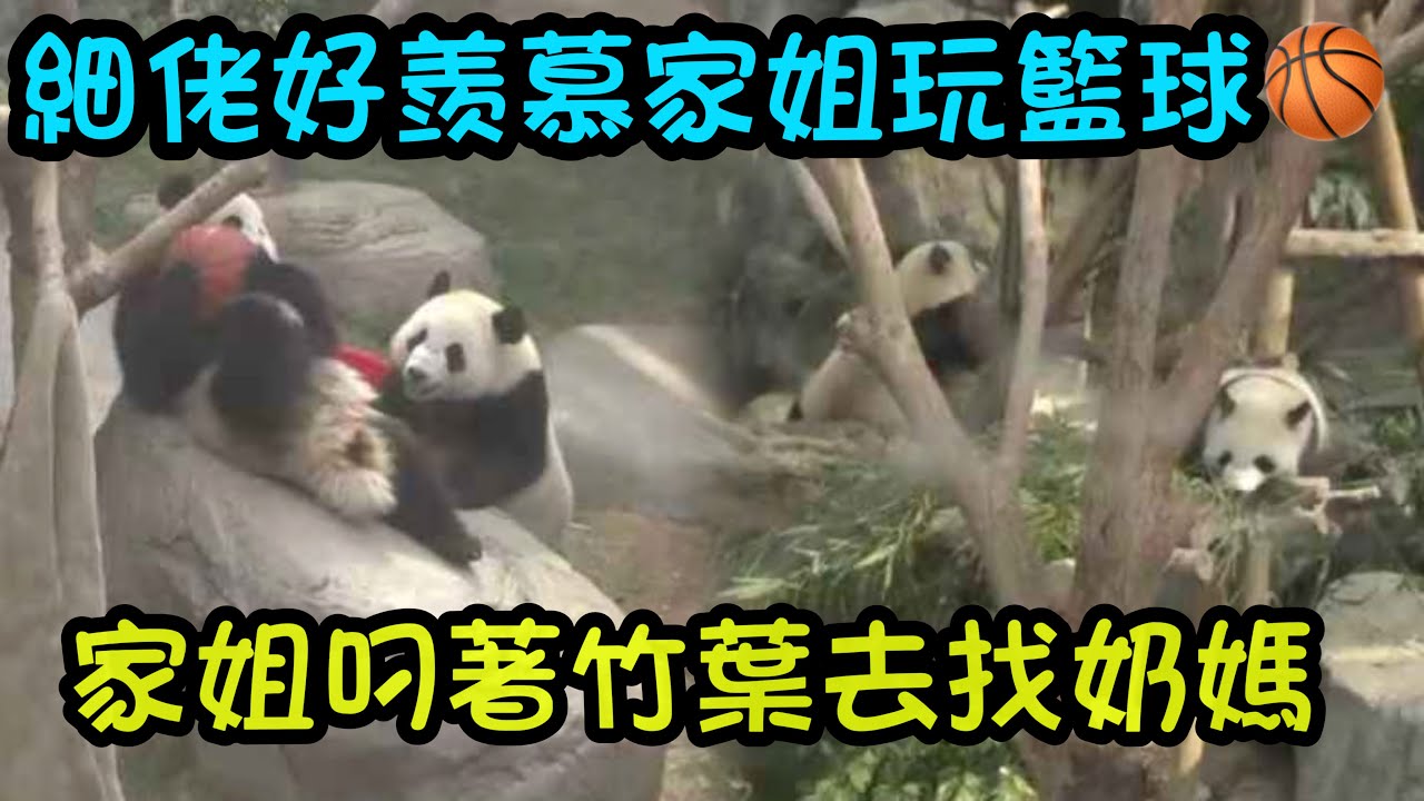 3月14日   細佬坐在盆盆裡玩好像大爺，家姐打包竹子去小賣部又打包竹子回來#大熊貓加加得得 #香港大熊貓  #大熊貓家姐細佬