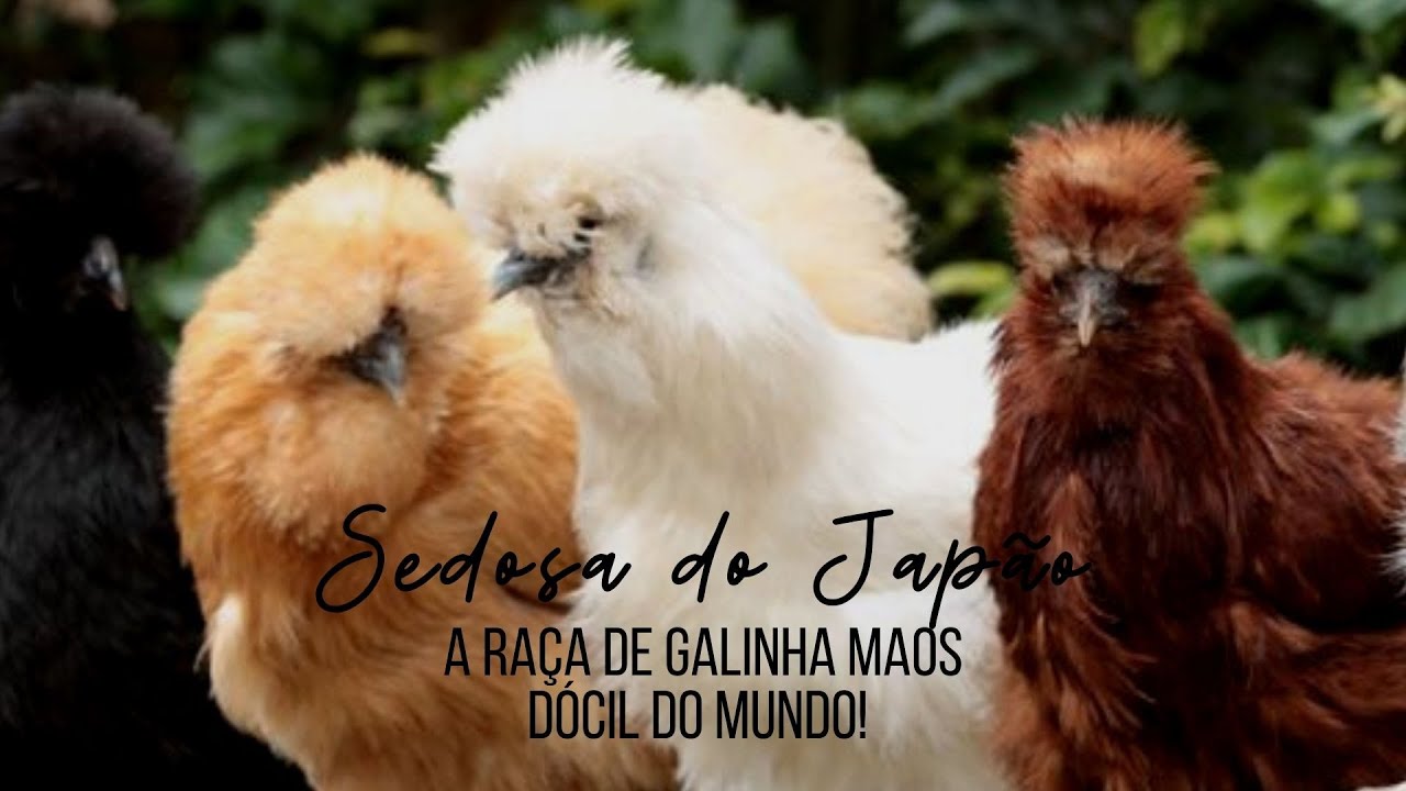 GALINHA SEDOSA DO JAP&Atilde;O - J&Aacute; OUVIU FALAR?