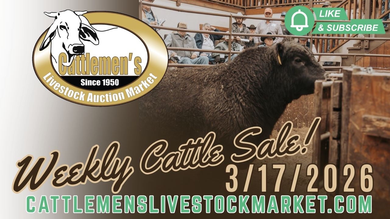 Cattlemen’s Livestock Market Cattle Auction LIVE | Lakeland, FL | March 17, 2026