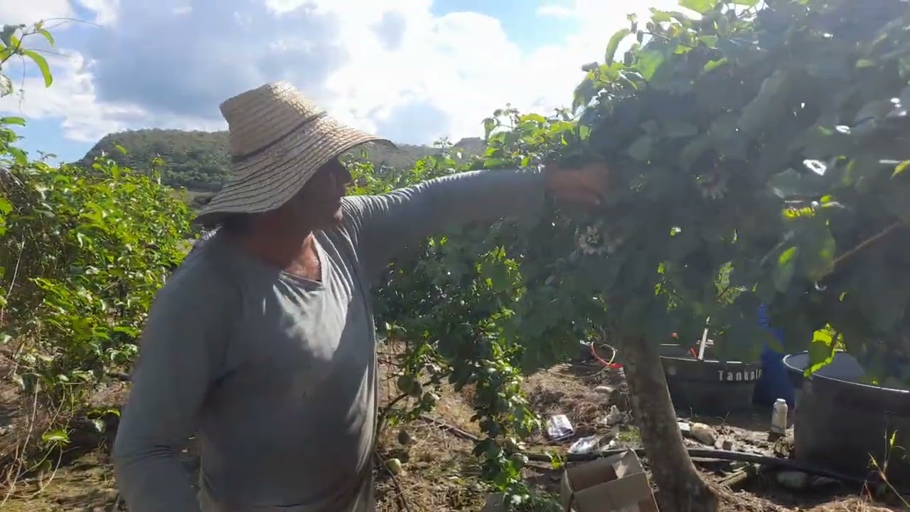 Control de hongos en el cultivo de maracuya.