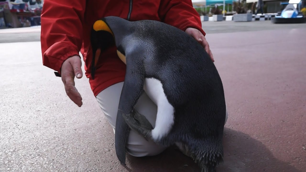 AWS 甘えすぎ！キングペンギン334番-King Penguin-