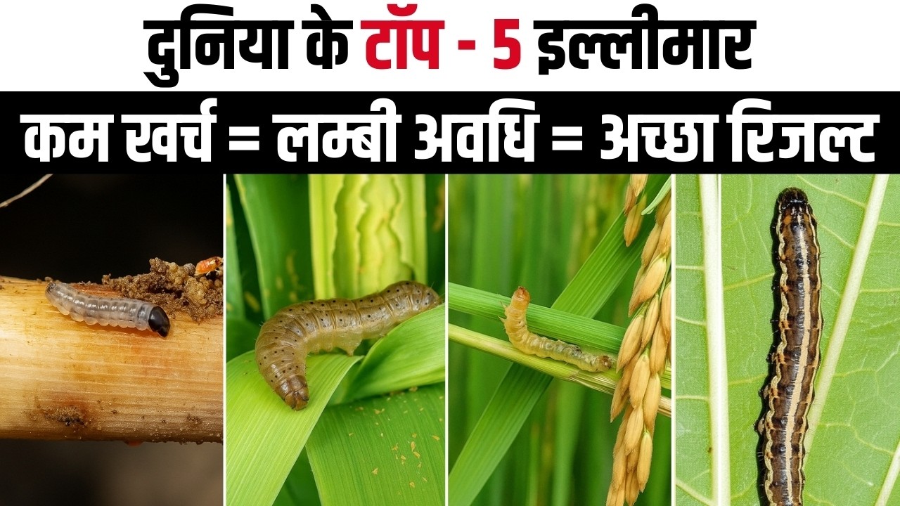 1 स्प्रे = इल्ली 100% खत्म | टॉप 5 कीटनाशक देंगे 24 घंटे में असर | Top-5 insecticide, इल्ली की दवा