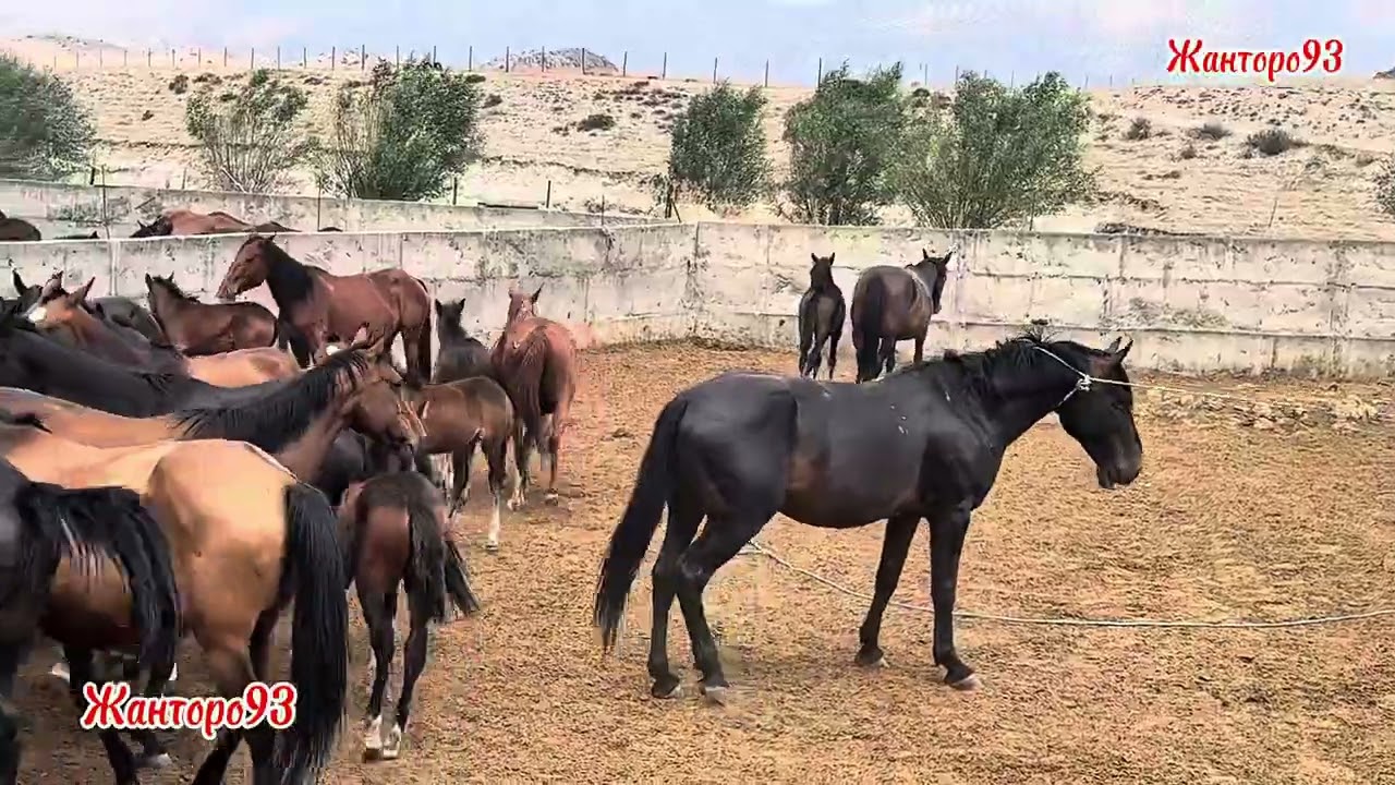 Лутуктун  Кылданган уйуру 