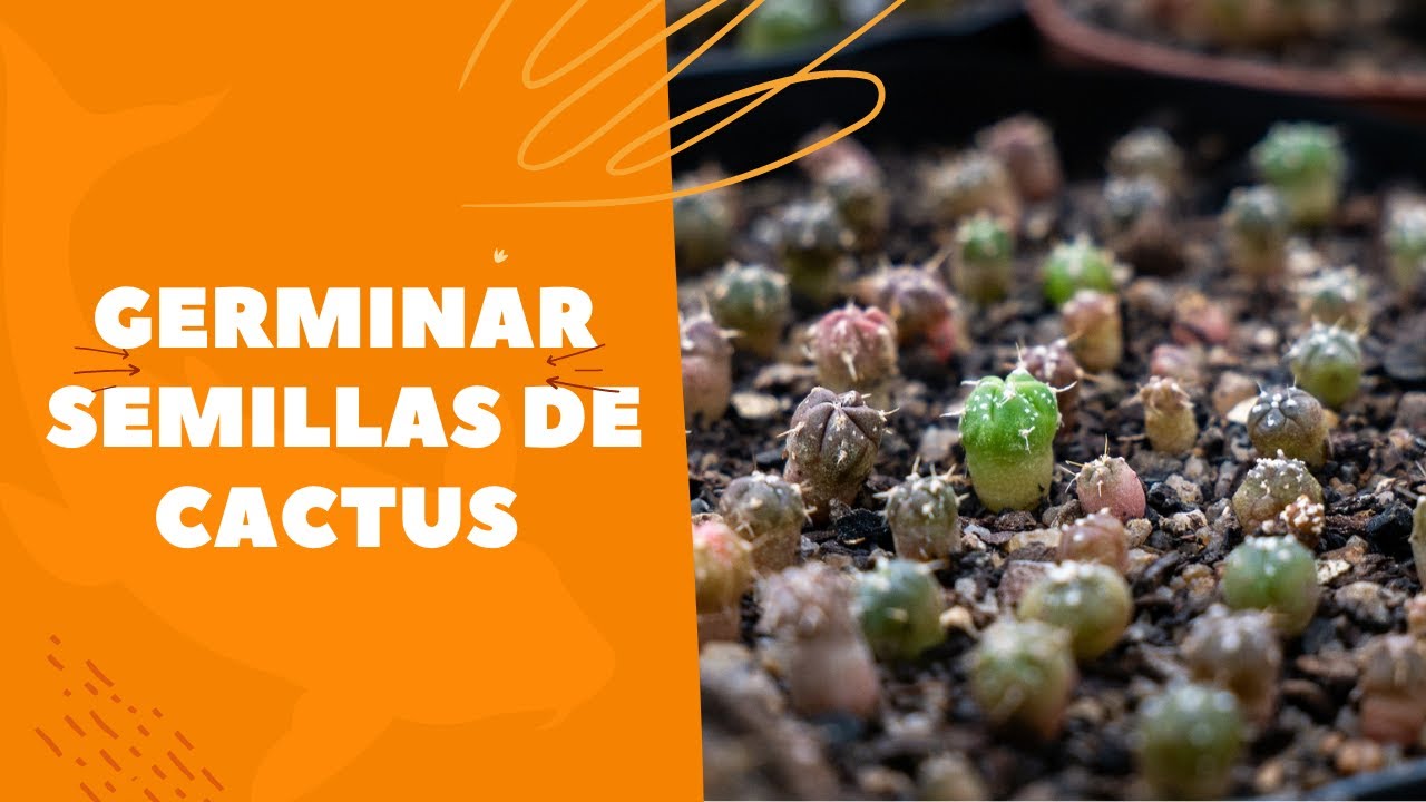 COMO GERMINAR SEMILLAS DE CACTUS, REPRODUCCION DE CACTUS POR SEMILLAS