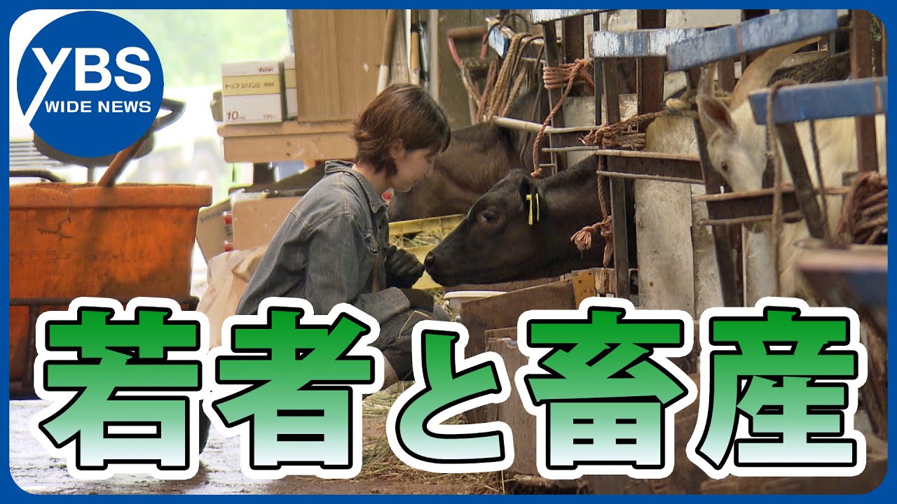 【担う】畜産の未来を…子牛の飼育に若者が奮闘