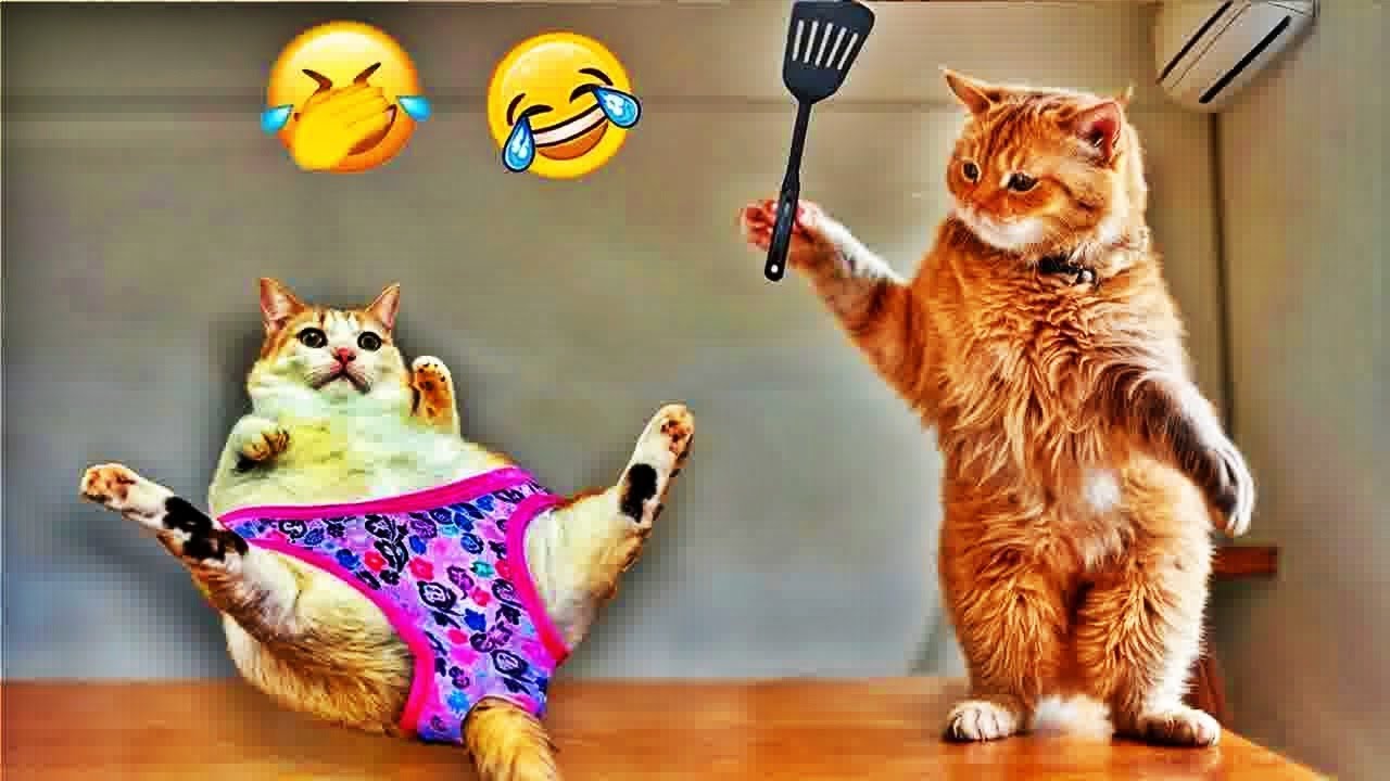 HVP#youtubeindia Laugh You Lose😬🐶Best Funny Animals Video 😹🐕