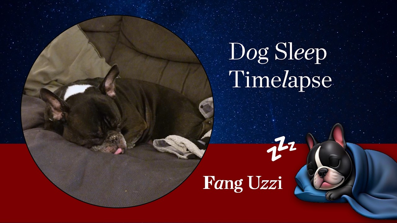 7 Minute Dog Timelapse + Zen Music 🐾 Relax with Fang