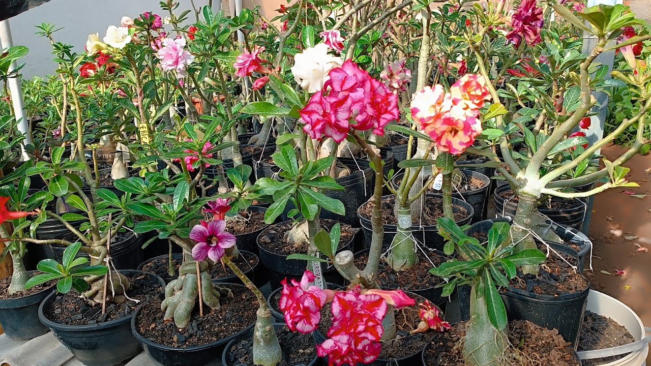 FARINHA DE OSSO NAS ROSAS DO DESERTO+ SUBSTRATO CAROLINA SOIL - MUITAS FLORES LINDAS 😍😍🤩❤️