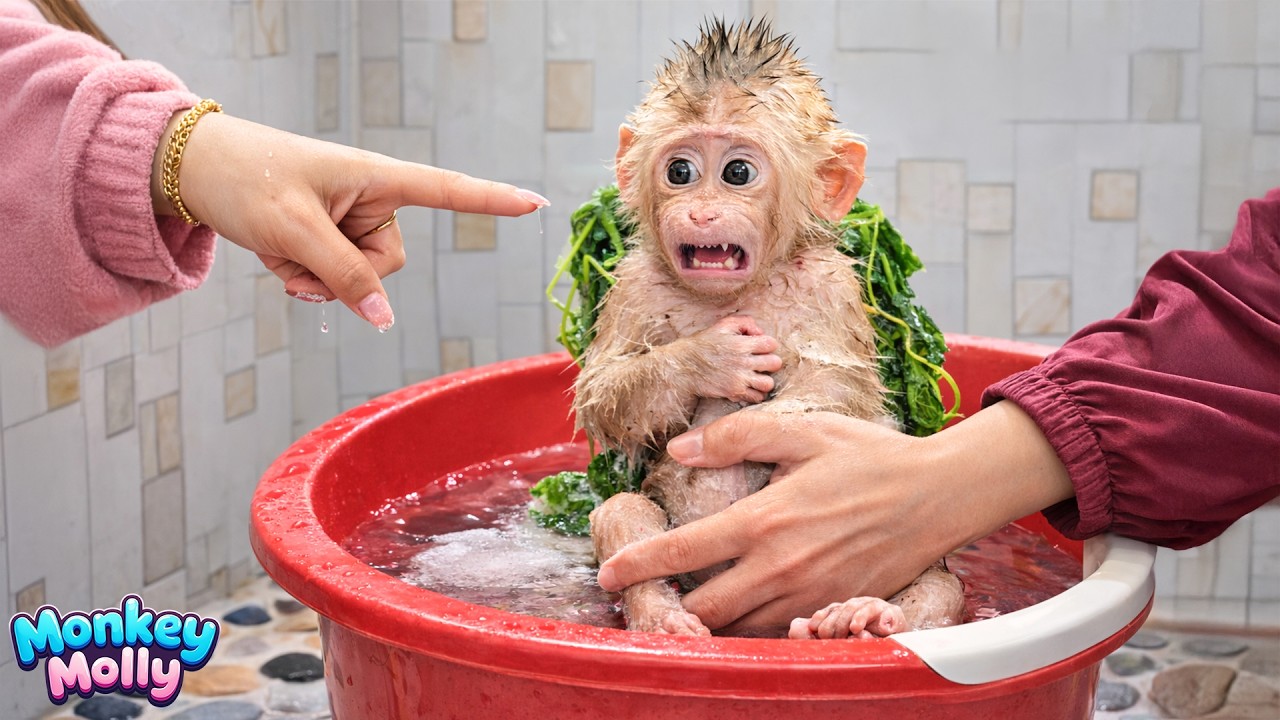 The painful moment when Monkey Molly’s parents feel helpless against her serious illness
