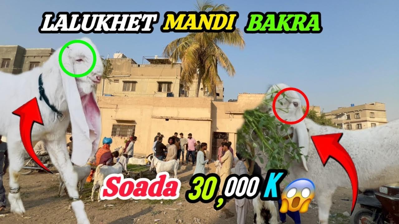 LALUKHET BAKRA MANDI 😍 Ramzan Latest Rates 🔥Update || 24 February 2026 || Sunday  Soada Ho Gaya