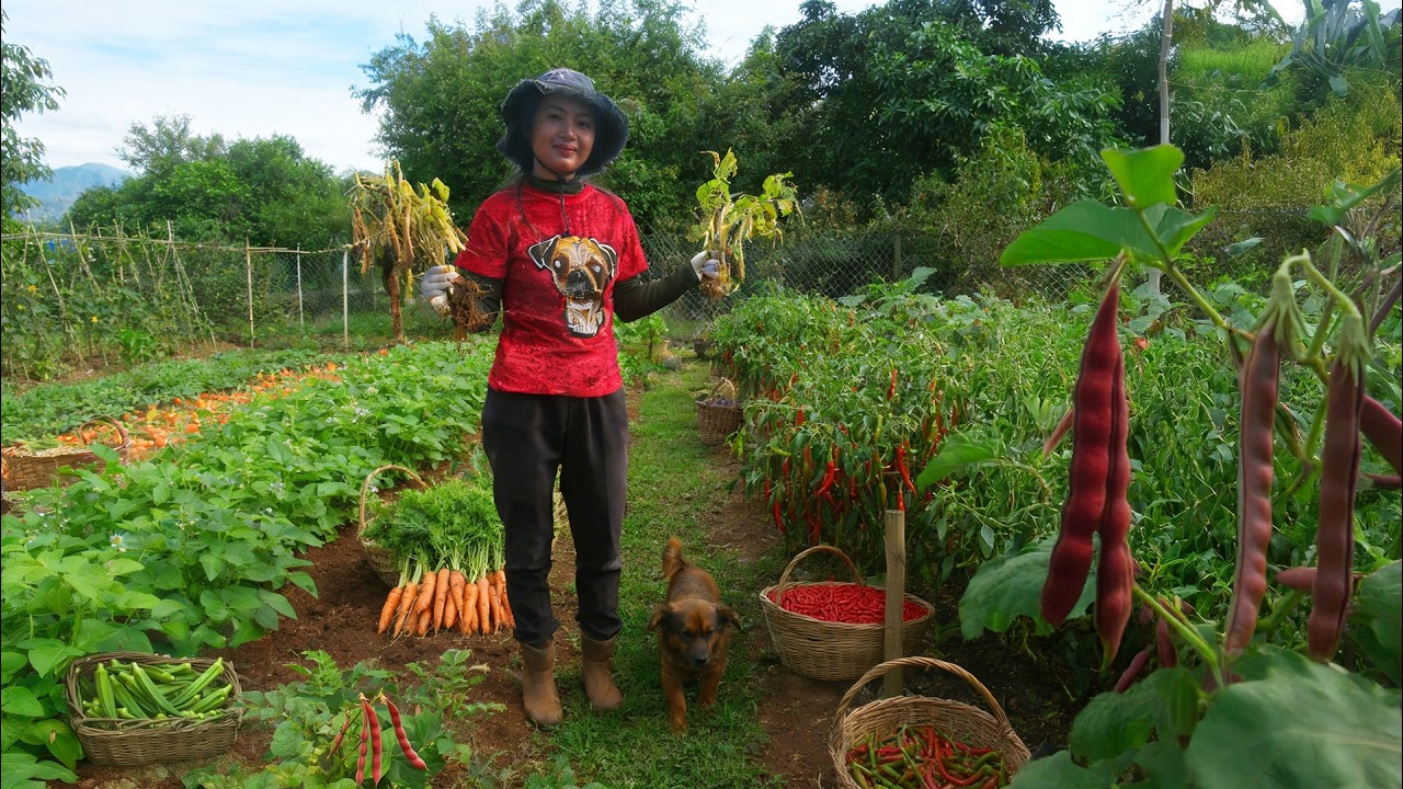 Harvest Red Beans To Cook Sweet Red Bean Dessert And Sell At The Market – Peaceful Life On A Farm