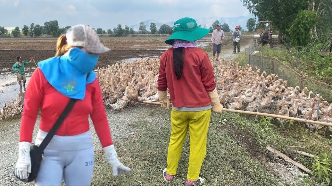 Full video: Efficient and highly profitable duck farming by transporting ducks by truck.