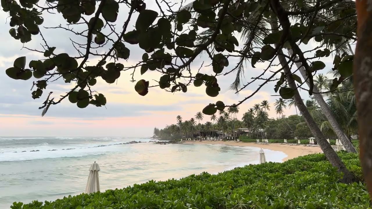 Nature Sounds for Studying: Dorado Beach Puerto Rico Ritz-Carlton Reserve