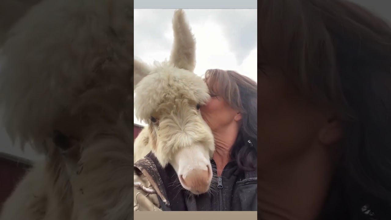 Baby donkey runs to see momma! #shorts #love #onehappyassfarm #donkeys #farmlife #animals #share