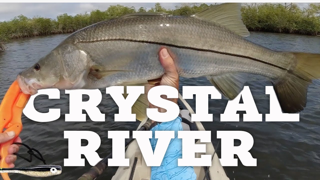 Kayak fishing in Crystal River for anything that bites