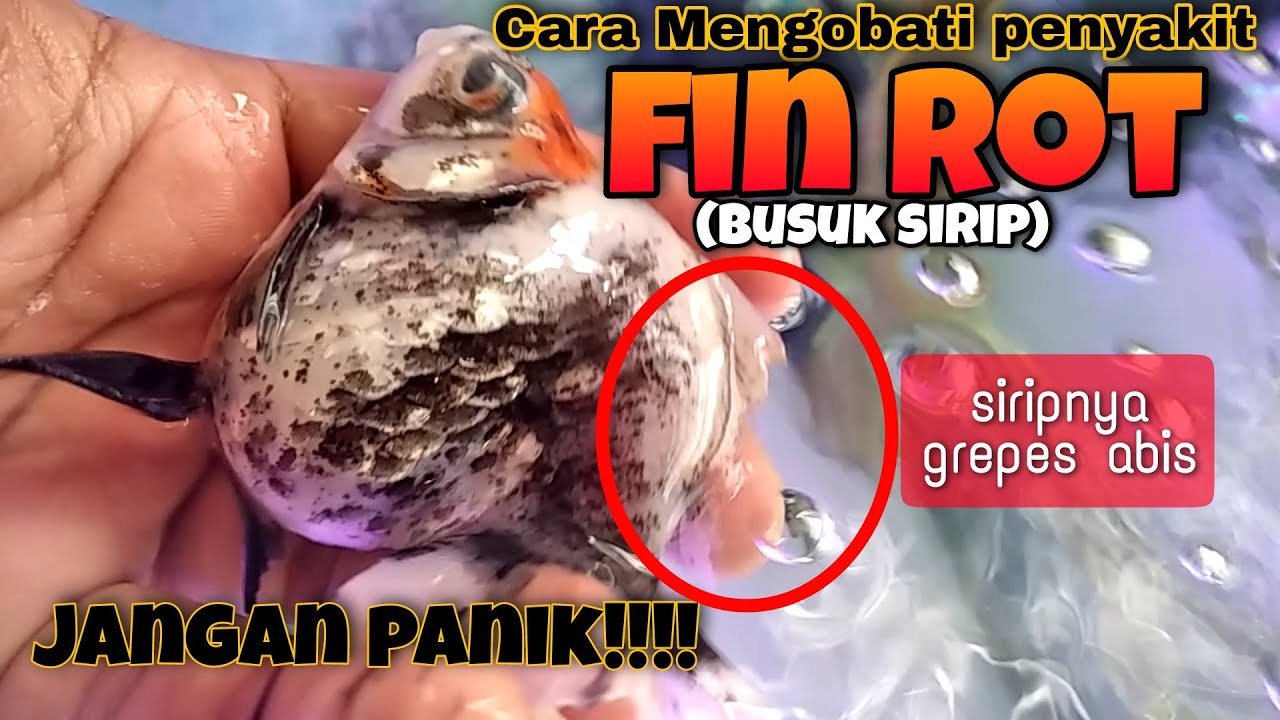 CARA MENGOBATI BUSUK SIRIP - FIN ROT
